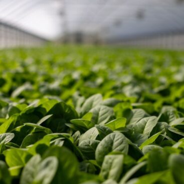 Agricultura y agroindustria en Panamá