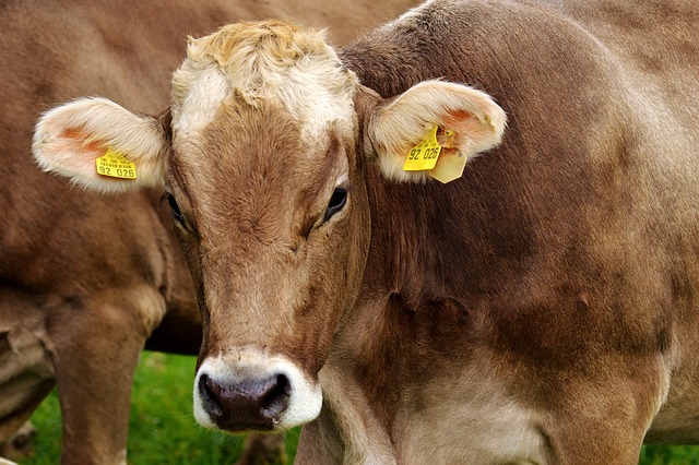 Agricultura y agroindustria en Panamá